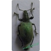 Phyllobius pomaceus Gyllenhal, 1834 Naliściak pokrzywiak